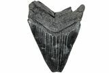 Serrated, Fossil Megalodon Tooth - South Carolina #235725-1
